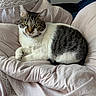 animal, bed, bedding, bedroom, cat, ears, feline, fur, green_eyes, indoor, lying_down, paws, pet, pink_blanket, portrait, relaxed, striped_fur, tabby, whiskers, white_cat