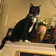 Kronk is registered to the contest to win money with this photo: cat, chalkboard, collar, decoration, flowers, framed_photo, furniture, handwriting, indoor, mirror, paws, pet, picture_frame, potted_plant, shelf, tag, tail, tuxedo_cat, wall, whiskers