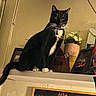 cat, chalkboard, collar, decoration, flowers, framed_photo, furniture, handwriting, indoor, mirror, paws, pet, picture_frame, potted_plant, shelf, tag, tail, tuxedo_cat, wall, whiskers