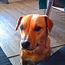 animal, brown_dog, calm, canine, chair, dog, domestic, ears, flooring, furniture, household, indoor, looking_up, mammal, pet, quiet, room, seated, snout, wooden_floor