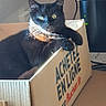 cat, black_cat, cardboard_box, indoor, sunlight, yellow_eyes, pet, animal, feline, relaxed, resting, electronics, cables, brown_box, shadow, wall, household, cozy, cute, domestic_animal