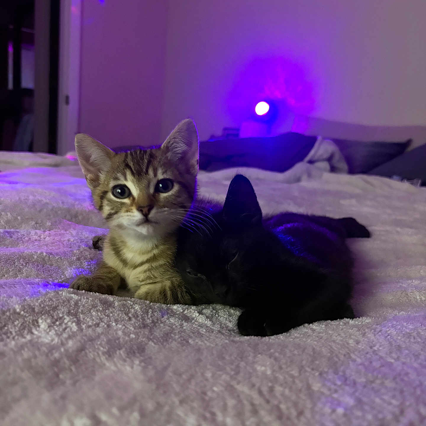 Joe is registered to the contest to win money with this photo: kitten, cat, tabby_cat, black_cat, bed, blanket, indoor, cozy, snuggling, pets, animal, cute, fur, relaxing, purple_light, night, domestic_cat, sleeping, companion, soft_texture