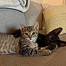 Joe joined the competition — help win amazing prizes! cat, kitten, tabby, black_cat, pet, animal, feline, couch, pillow, blanket, indoor, relaxing, cute, fur, whiskers, ears, eyes, home, cozy, resting