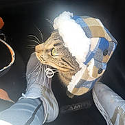 Winston joined the competition — help win amazing prizes! cat, tabby, hat, checkered, fluffy, whiskers, green_eyes, pet, cozy, footwear, sneakers, jeans, curious, indoor, closeup, feline, animal, casual, person, floor