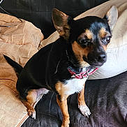 Viki participe au concours pour gagner de l'argent avec cette photo : dog, small_dog, pet, indoor, couch, pillow, collar, black_fur, brown_fur, white_fur, sitting, canine, animal, domestic_animal, fur, ears, tail, looking_away, close_up, companion