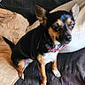 dog, small_dog, pet, indoor, couch, pillow, collar, black_fur, brown_fur, white_fur, sitting, canine, animal, domestic_animal, fur, ears, tail, looking_away, close_up, companion
