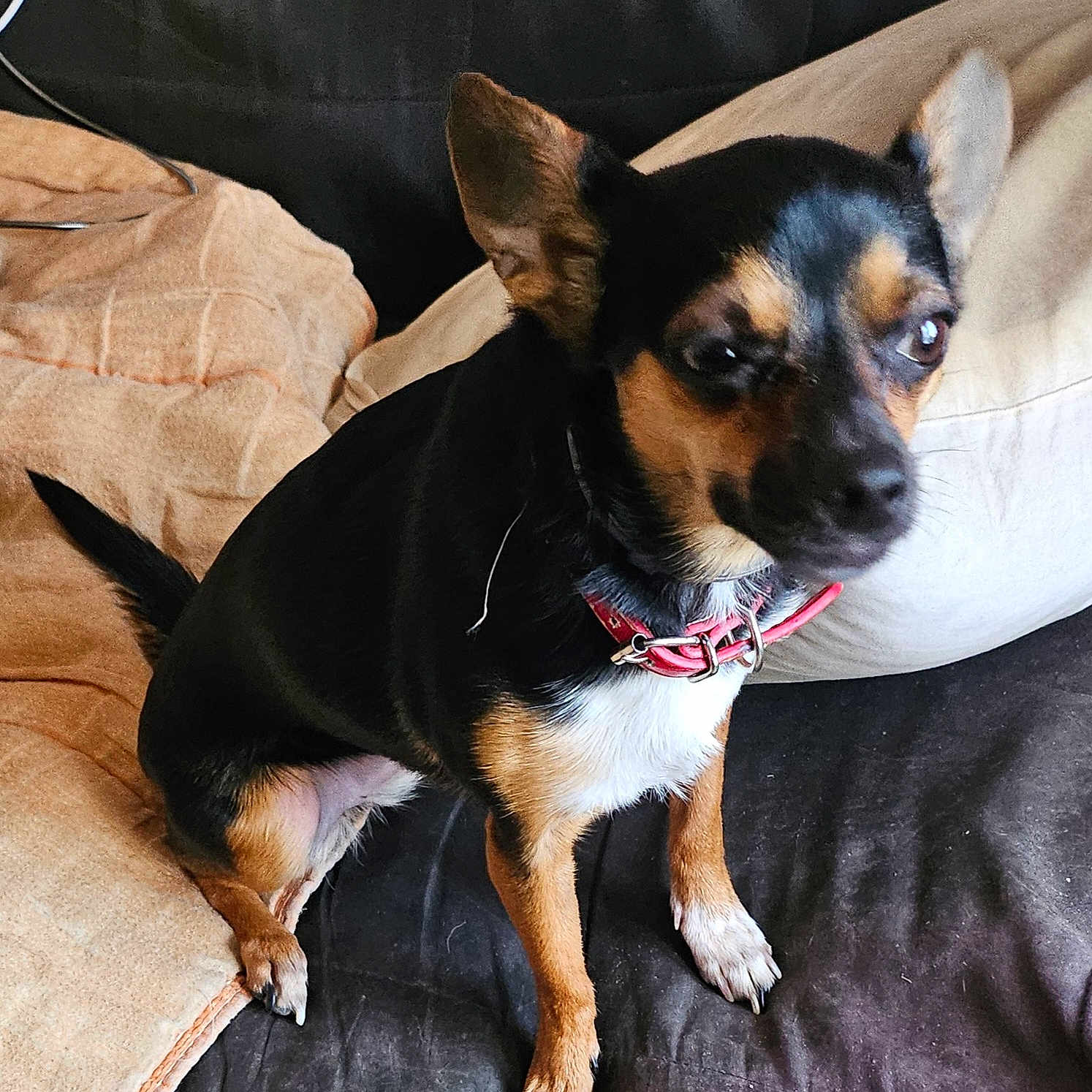 Viki participe au concours pour gagner de l'argent avec cette photo : dog, small_dog, pet, indoor, couch, pillow, collar, black_fur, brown_fur, white_fur, sitting, canine, animal, domestic_animal, fur, ears, tail, looking_away, close_up, companion