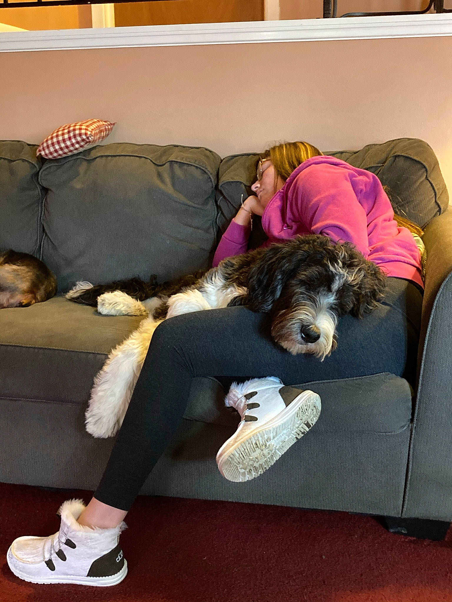 Murphy is registered to the contest to win money with this photo: comfort, companion_dog, couch, dog, dog_breed, flooring, foot, fun, fur, furniture, hairstyle, human_leg, knee, lap, leisure, living_room, sitting, sofa_bed, studio_couch, thigh