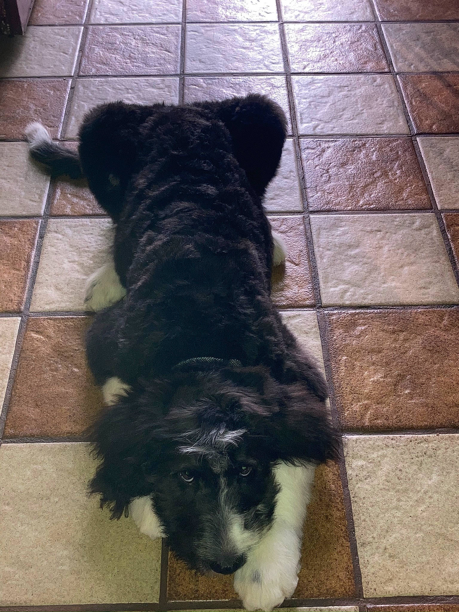 Murphy is registered to the contest to win money with this photo: canidae, carnivore, companion_dog, dog, dog_breed, floor, flooring, fur, mammal, non_sporting_group, schnauzer, shadow, snout, sporting_group, tail, terrier, tile_flooring, water_dog, working_animal, working_dog