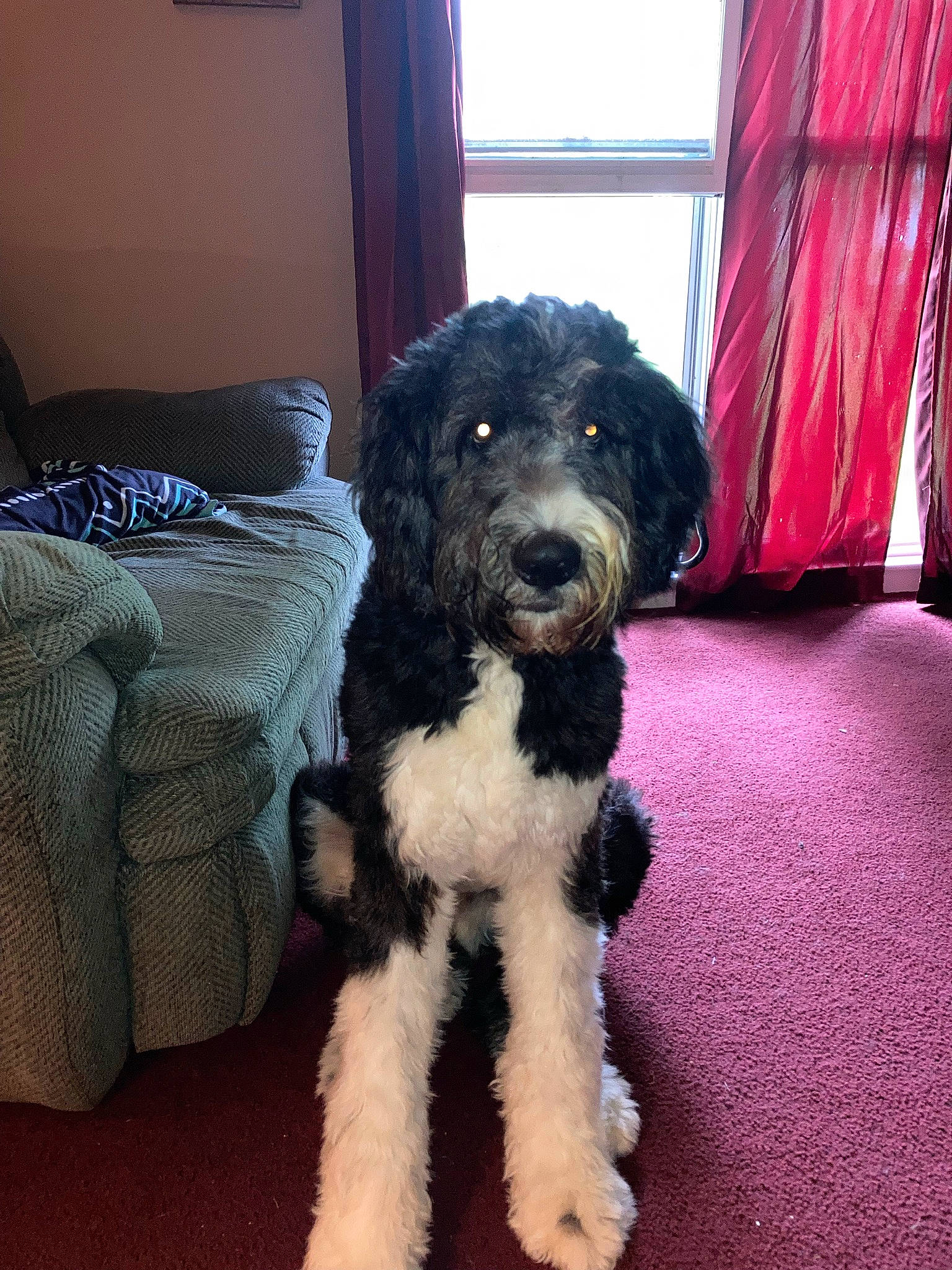 Murphy is registered to the contest to win money with this photo: carnivore, companion_dog, curtain, dog, dog_breed, flooring, fur, labradoodle, maltepoo, non_sporting_group, puppy, small_terrier, sporting_group, terrier, toy_dog, water_dog, window, working_animal, working_dog