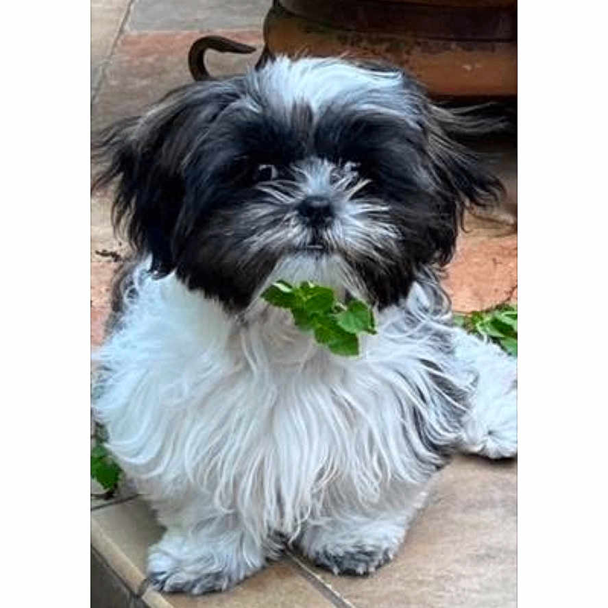 Zsazsa