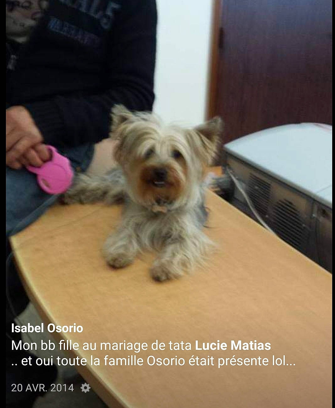 Hyzzie a rejoint le concours — aidez-le/la à gagner de superbes lots ! australian_silky_terrier, australian_terrier, biewer_terrier, cairn_terrier, canidae, carnivore, companion_dog, dog, dog_breed, mammal, norwich_terrier, photo_caption, puppy, rare_breed_dog, small_terrier, terrier, toy_dog, vertebrate, west_highland_white_terrier, yorkshire_terrier