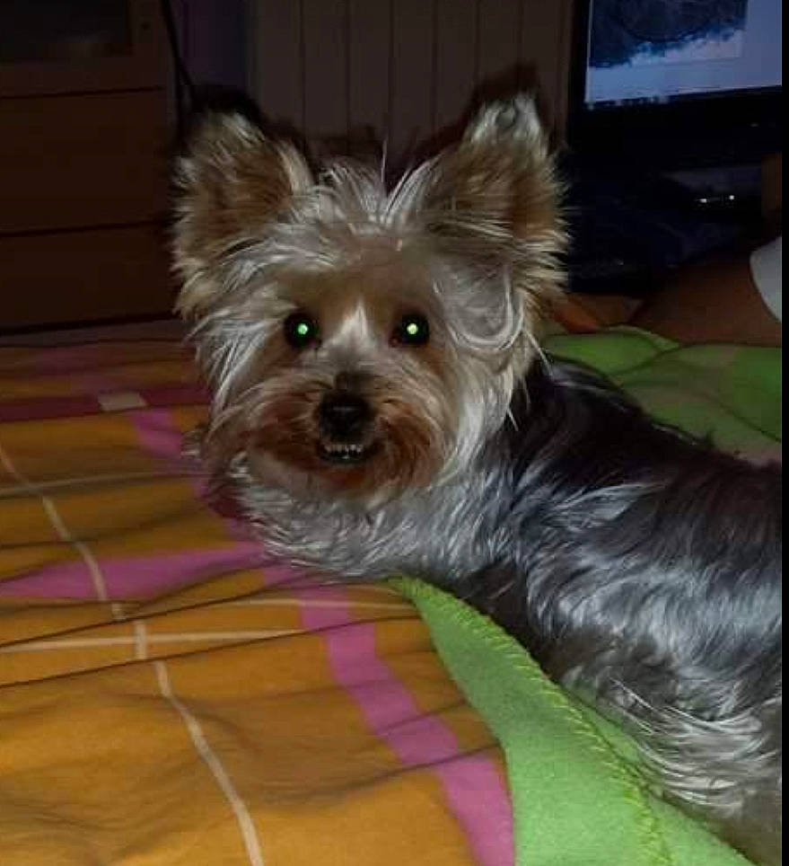 Hyzzie a rejoint le concours — aidez-le/la à gagner de superbes lots ! australian_silky_terrier, biewer_terrier, cairn_terrier, canidae, carnivore, companion_dog, dog, dog_breed, maltepoo, mammal, morkie, puppy, rare_breed_dog, small_terrier, snout, terrier, toy_dog, vertebrate, yorkipoo, yorkshire_terrier