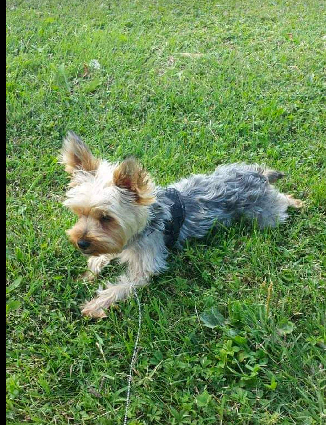 Hyzzie participe au concours pour gagner de l'argent avec cette photo : australian_silky_terrier, australian_terrier, biewer_terrier, cairn_terrier, canidae, carnivore, companion_dog, dog, dog_breed, grass, mammal, morkie, norwich_terrier, rare_breed_dog, small_terrier, sporting_group, terrier, toy_dog, vertebrate, yorkshire_terrier