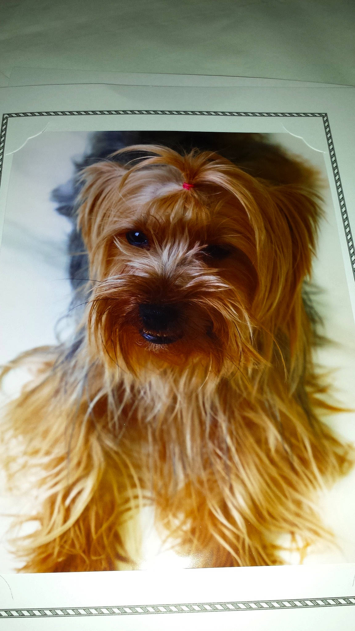 Hyzzie participe au concours pour gagner de l'argent avec cette photo : australian_silky_terrier, australian_terrier, biewer_terrier, canidae, caramel_color, carnivore, companion_dog, dog, dog_breed, liver, mammal, norfolk_terrier, rare_breed_dog, small_terrier, snout, sporting_group, terrier, toy_dog, vertebrate, yorkshire_terrier