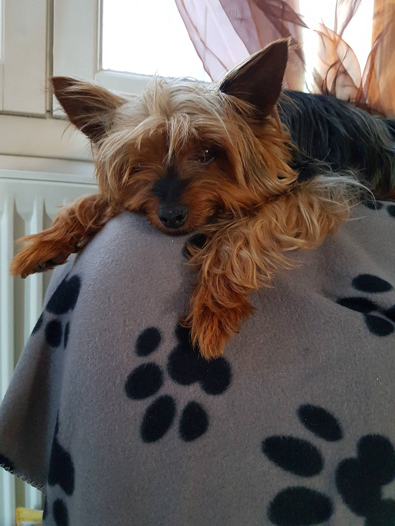Franklin  participe au concours pour gagner de l'argent avec cette photo : australian_silky_terrier, australian_terrier, biewer_terrier, cairn_terrier, canidae, carnivore, companion_dog, dog, dog_breed, ear, fawn, mammal, puppy, rare_breed_dog, small_terrier, snout, terrier, toy_dog, vertebrate, yorkshire_terrier