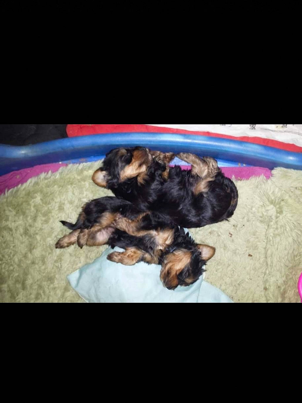 Franklin  a rejoint le concours — aidez-le/la à gagner de superbes lots ! bolonka, border_terrier, canidae, carnivore, companion_dog, dog, dog_breed, fawn, liver, mammal, morkie, puppy, shih_tzu, small_terrier, terrier, toy_dog, vertebrate, yorkipoo, yorkshire_terrier