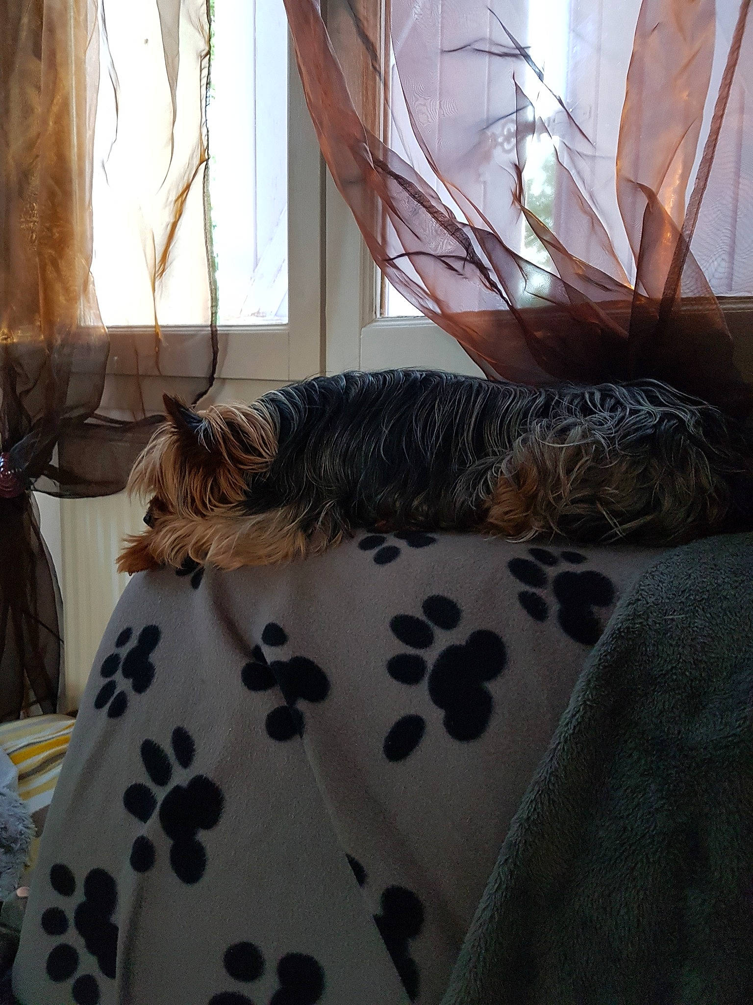 Franklin  participe au concours pour gagner de l'argent avec cette photo : bed, bed_sheet, bedroom, canidae, curtain, fur, furniture, interior_design, room, textile, window_treatment