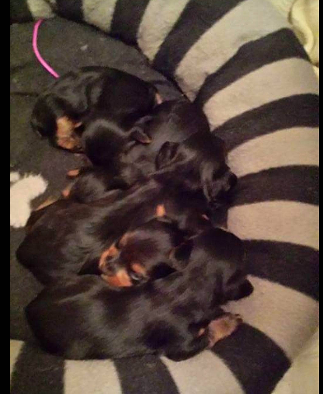 Franklin  participe au concours pour gagner de l'argent avec cette photo : canidae, carnivore, dobermann, dog, dog_breed, guard_dog, liver, puppy, rottweiler, sporting_group