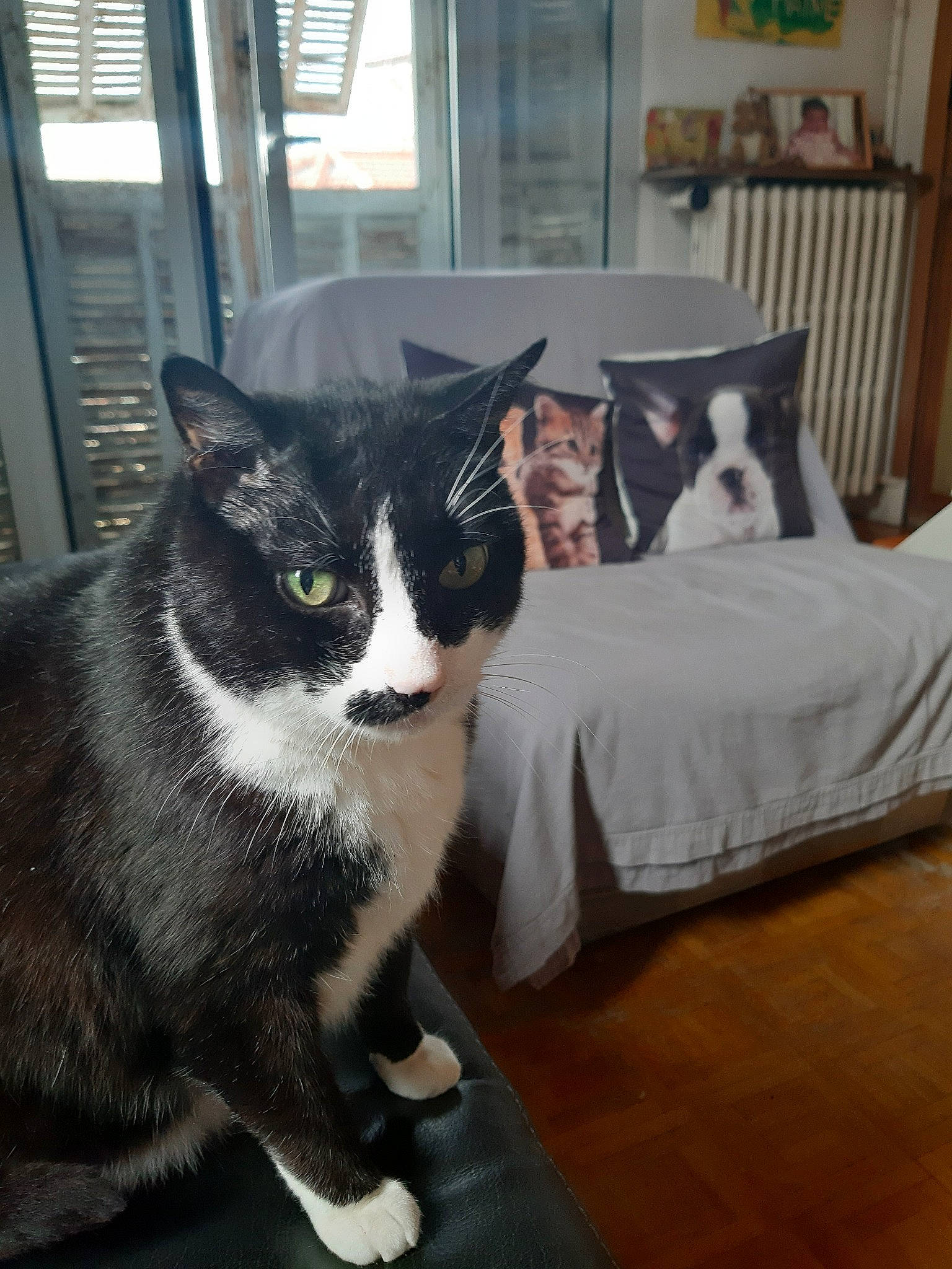 Gratouille a rejoint le concours — aidez-le/la à gagner de superbes lots ! american_wirehair, black_and_white, carnivore, cat, domestic_short_haired_cat, european_shorthair, felidae, fur, furniture, kitten, polydactyl_cat, small_to_medium_sized_cats, table, tail, whiskers