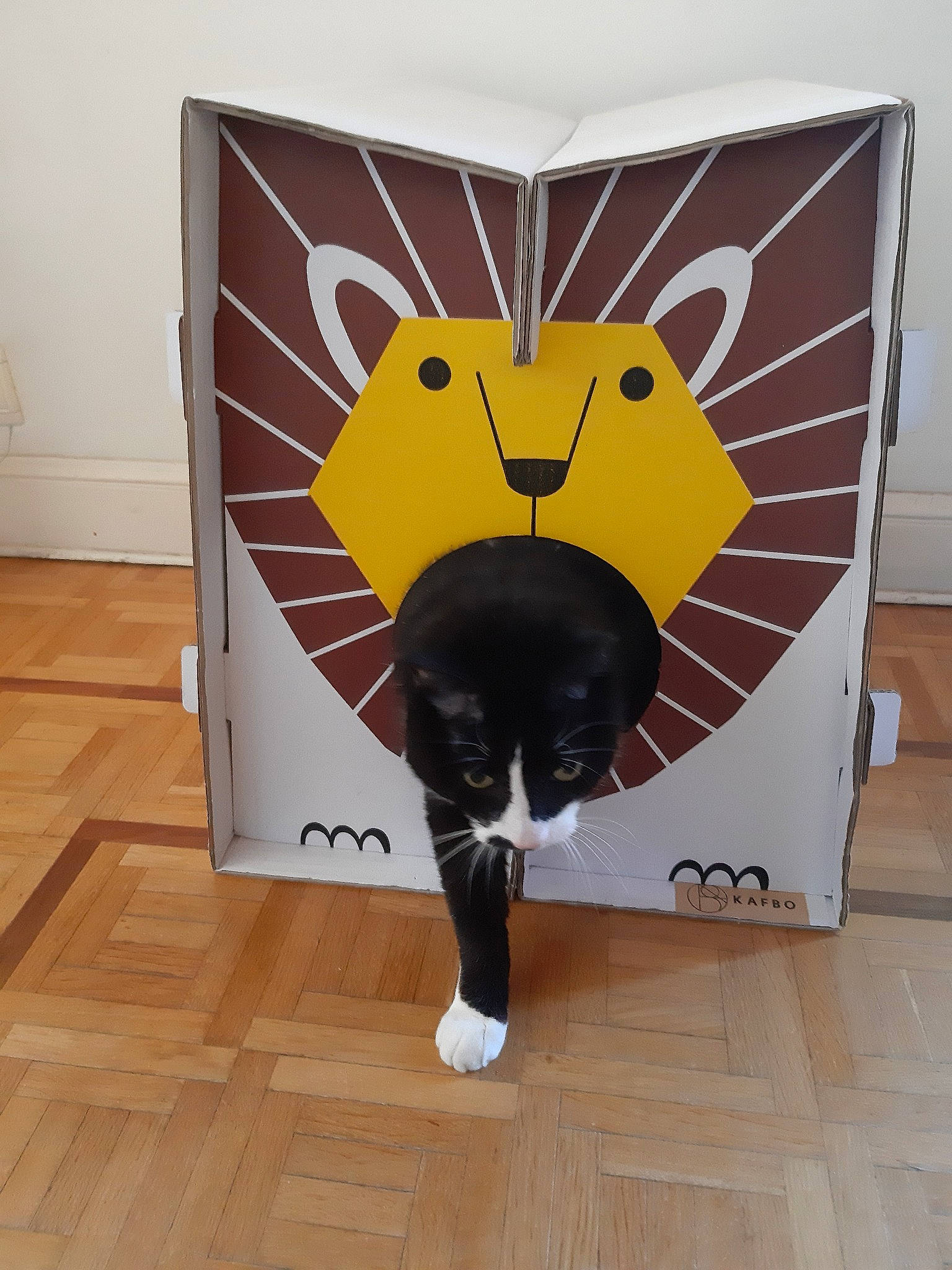 Gratouille a rejoint le concours — aidez-le/la à gagner de superbes lots ! cardboard, cat, felidae, small_to_medium_sized_cats, tail, whiskers, yellow