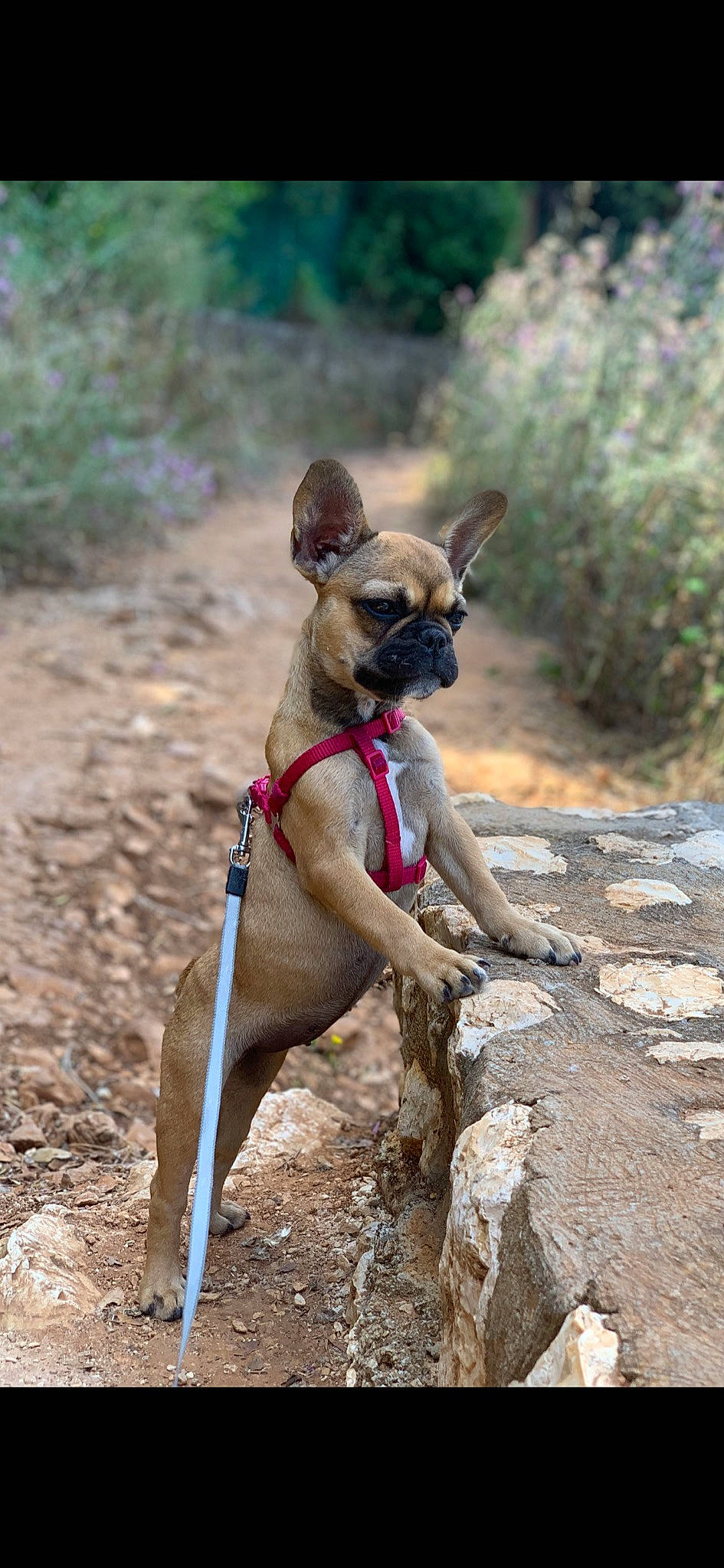 Ricci a rejoint le concours — aidez-le/la à gagner de superbes lots ! adventure, canidae, carnivore, dog, dog_breed, fawn, leash, snout