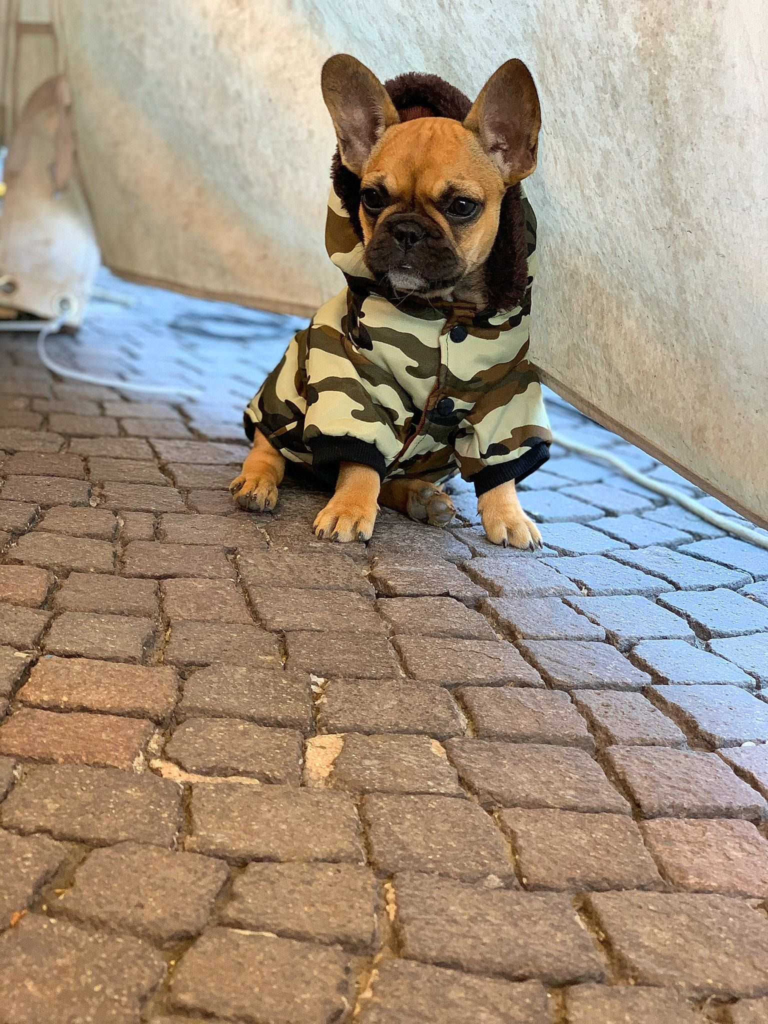 Ricci a rejoint le concours — aidez-le/la à gagner de superbes lots ! bulldog, canidae, carnivore, cobblestone, companion_dog, dog, dog_breed, dog_clothes, fawn, french_bulldog, leash, mammal, non_sporting_group, puppy, snout, street