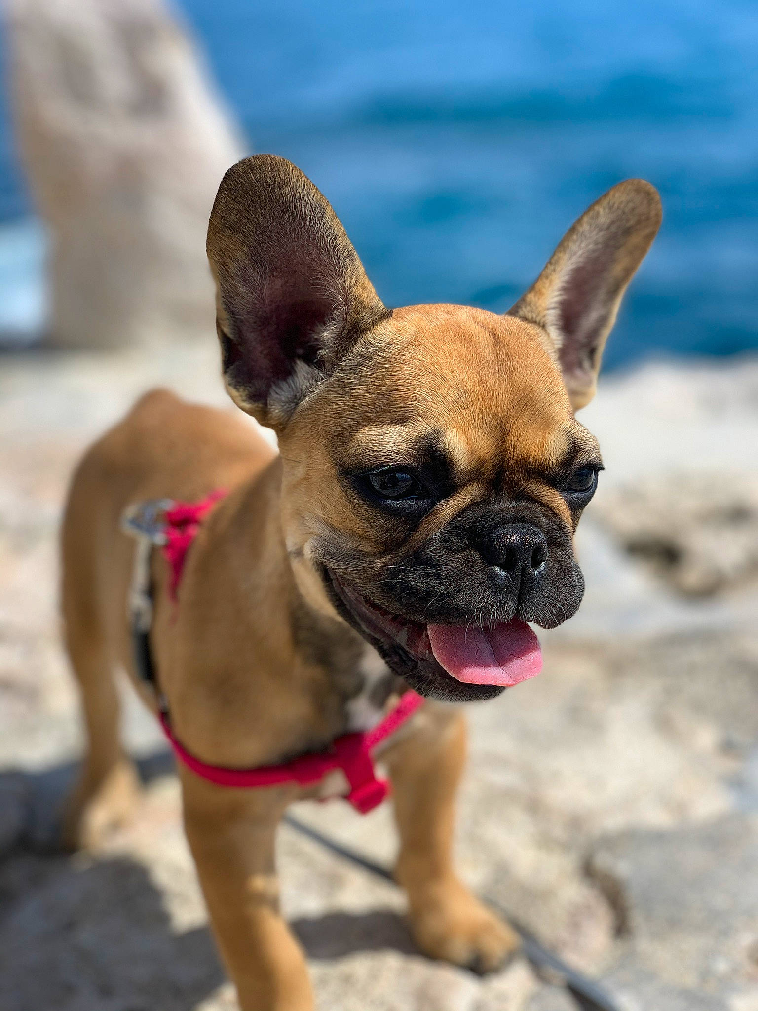 Ricci a rejoint le concours — aidez-le/la à gagner de superbes lots ! bulldog, canidae, carnivore, companion_dog, dog, dog_breed, ear, fawn, french_bulldog, mammal, molosser, non_sporting_group, puppy, rare_breed_dog, snout, sporting_group, toy_bulldog, vertebrate