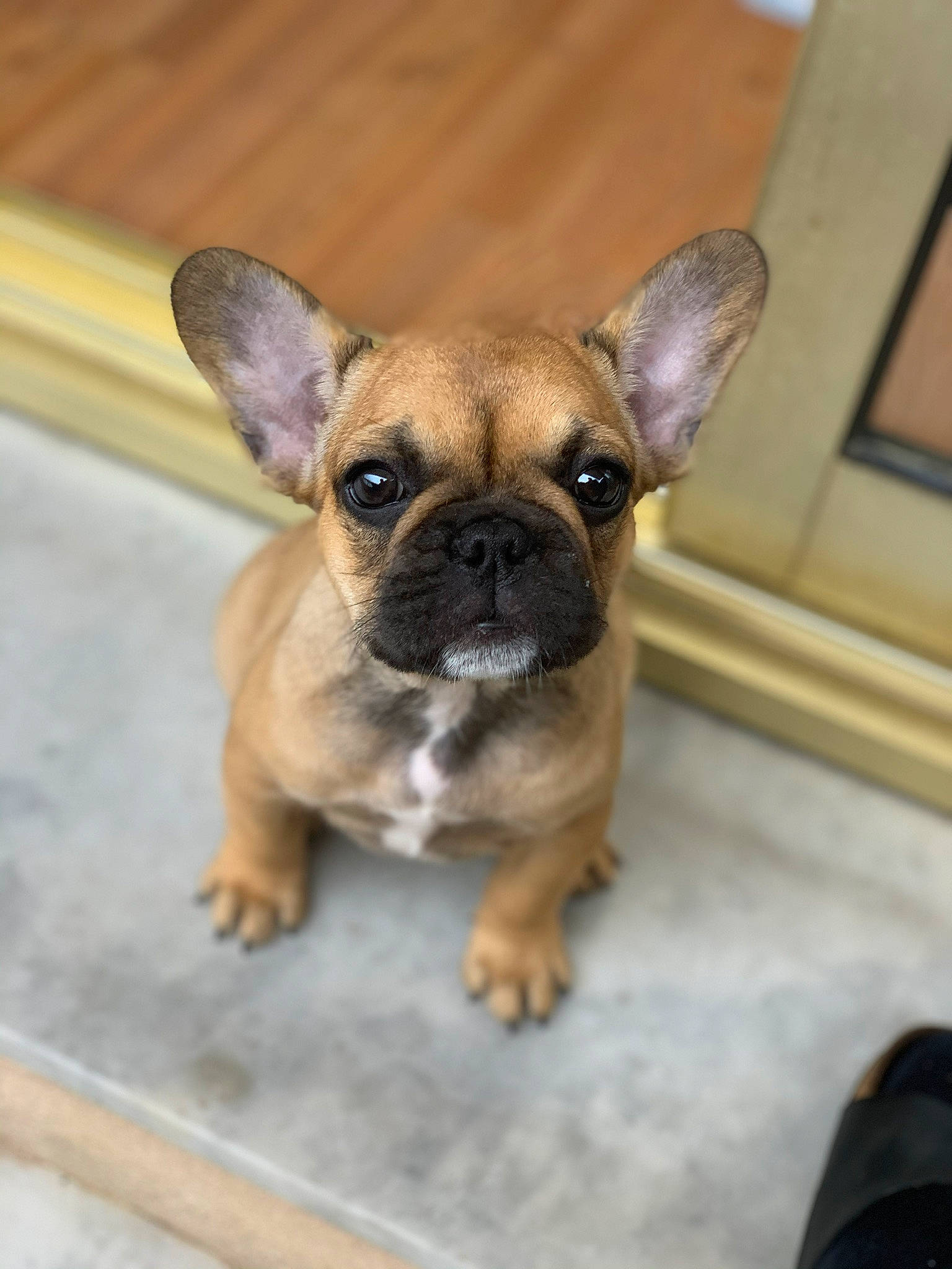 Ricci participe au concours pour gagner de l'argent avec cette photo : bulldog, canidae, carnivore, companion_dog, dog, dog_breed, ear, fawn, french_bulldog, mammal, non_sporting_group, puppy, rare_breed_dog, skin, snout, sporting_group, toy_bulldog, toy_dog, vertebrate, whiskers