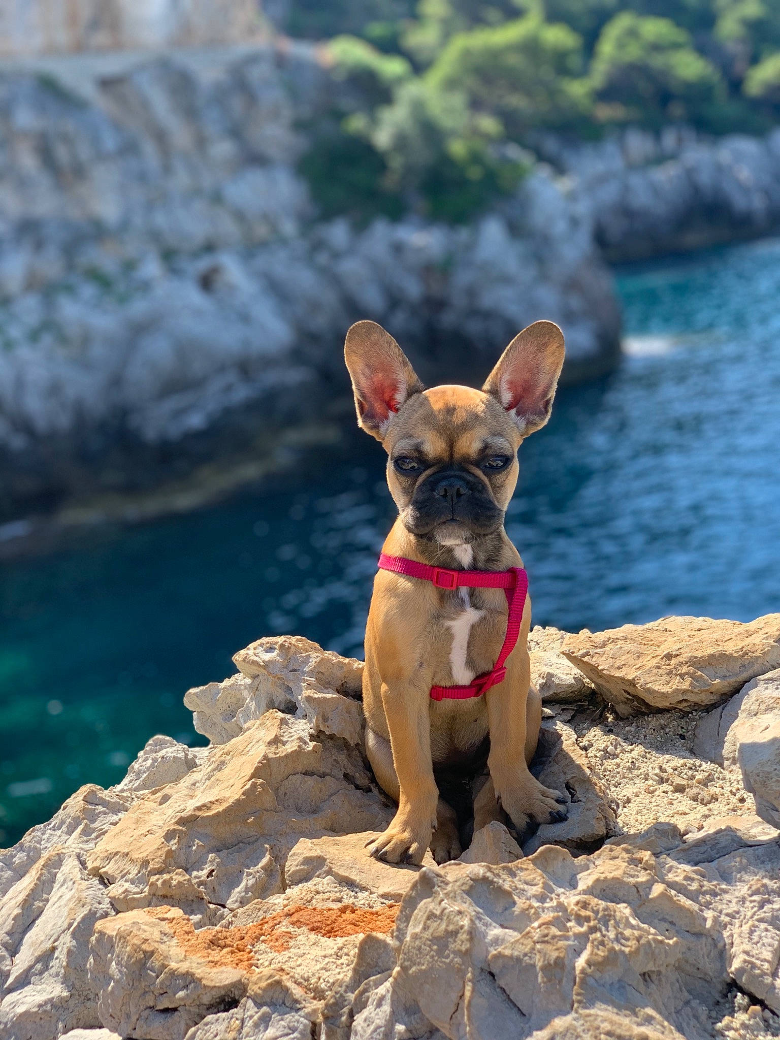 Ricci a rejoint le concours — aidez-le/la à gagner de superbes lots ! adventure, canidae, carnivore, coast, companion_dog, dog, dog_breed, dog_collar, fawn, french_bulldog, mammal, non_sporting_group, rock, snout, sporting_group, summer, vacation, vertebrate