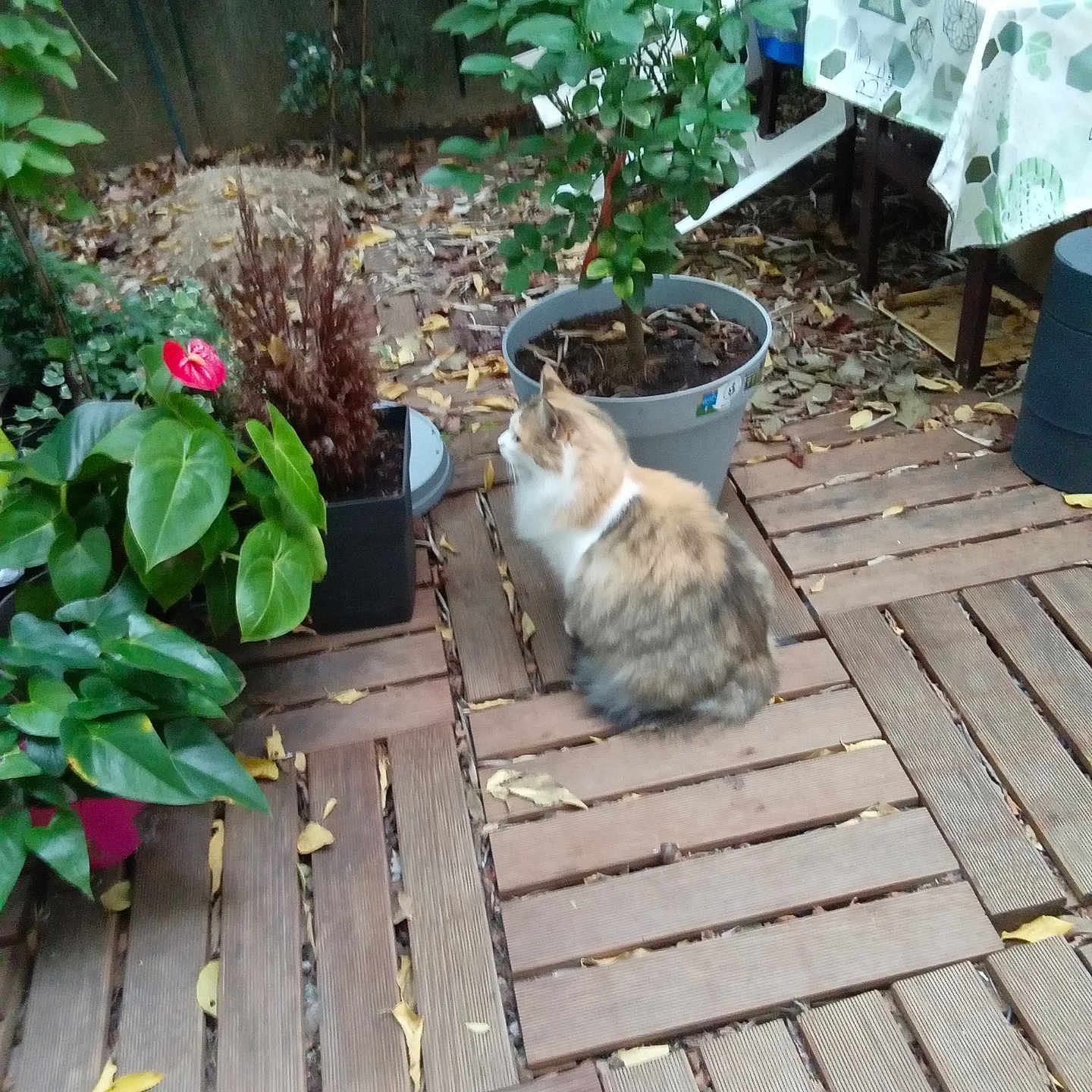 Bibi participe au concours pour gagner de l'argent avec cette photo : architecture, backyard, flower, herbal, herbs, indoors, interiordesign, jar, leaf, nature, outdoors, petal, plant, planter, pottedplant, pottery, soil, vase, wood, yard