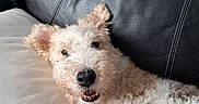Doowy a rejoint le concours — aidez-le/la à gagner de superbes lots ! animal, closeup, companion, couch, cozy, curly_fur, cute, dog, ears, face, fur, home, indoor, leisure, nose, pet, pillow, relaxed, smiling, white_fur