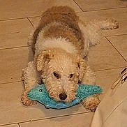 Doowy a rejoint le concours — aidez-le/la à gagner de superbes lots ! dog, toy, plush_fish, floor, tile, indoor, pet, playing, mop, bag, cute, fur, animal, laying, household, domestic, brown, white, curly_fur, pet_toy