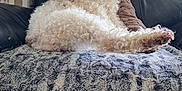 Doowy participe au concours pour gagner de l'argent avec cette photo : dog, curly_fur, fluffy, couch, blanket, indoor, pet, relaxed, leather_couch, side_view, animal, comfortable, fur, resting, home, cozy, household, domestic, paw, furniture