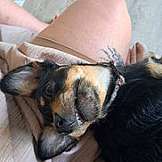 Wicca participe au concours pour gagner de l'argent avec cette photo : dog, pet, lying_down, lap, person, leg, tattoo, black_fur, brown_fur, collar, indoor, floor, casual_clothing, relaxed, close_up, smile, teeth, ear, fur, cute