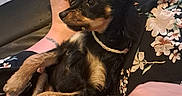 Wicca a rejoint le concours — aidez-le/la à gagner de superbes lots ! animal, black_and_tan, cozy, curious, dog, ears_up, floor, floral_clothing, foot, hand, indoor, lap, person, pet, puppy, relaxed, shoe, sitting, small_dog, toy