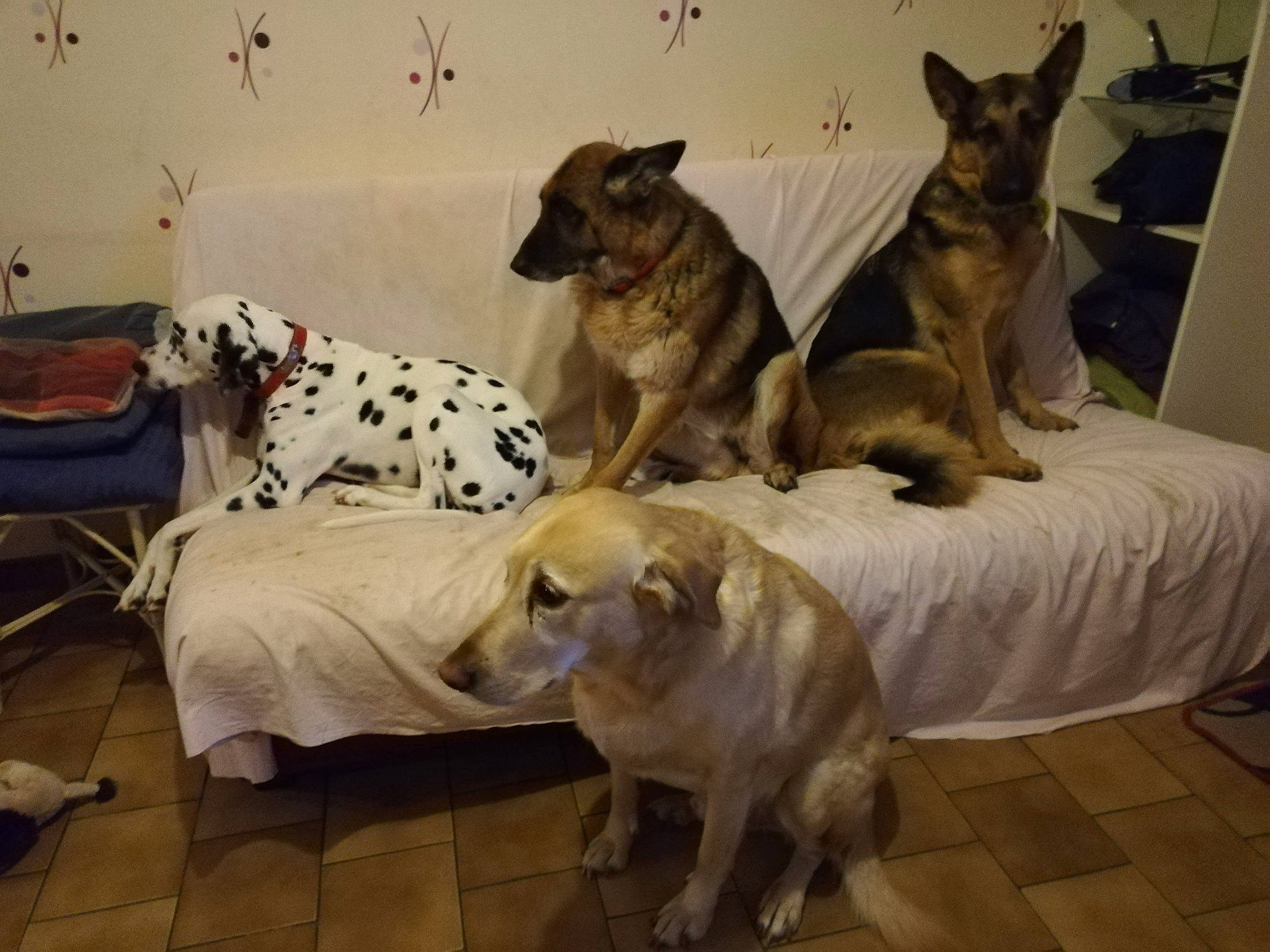 Karios participe au concours pour gagner de l'argent avec cette photo : bed, canidae, carnivore, cat, czechoslovakian_wolfdog, dog, dog_breed, fawn, floor, furniture, german_shepherd_dog, mammal, non_sporting_group, norwegian_elkhound, vertebrate, wolfdog, working_dog