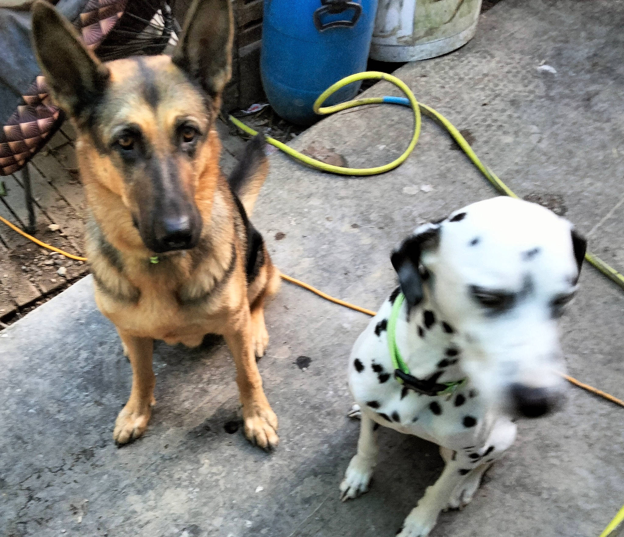 Karios participe au concours pour gagner de l'argent avec cette photo : canidae, carnivore, collar, companion_dog, dalmatian, dog, dog_breed, dog_supply, east_european_shepherd, fawn, fur, german_shepherd_dog, herding_dog, paw, pet_supply, snout, sporting_group, working_animal, working_dog