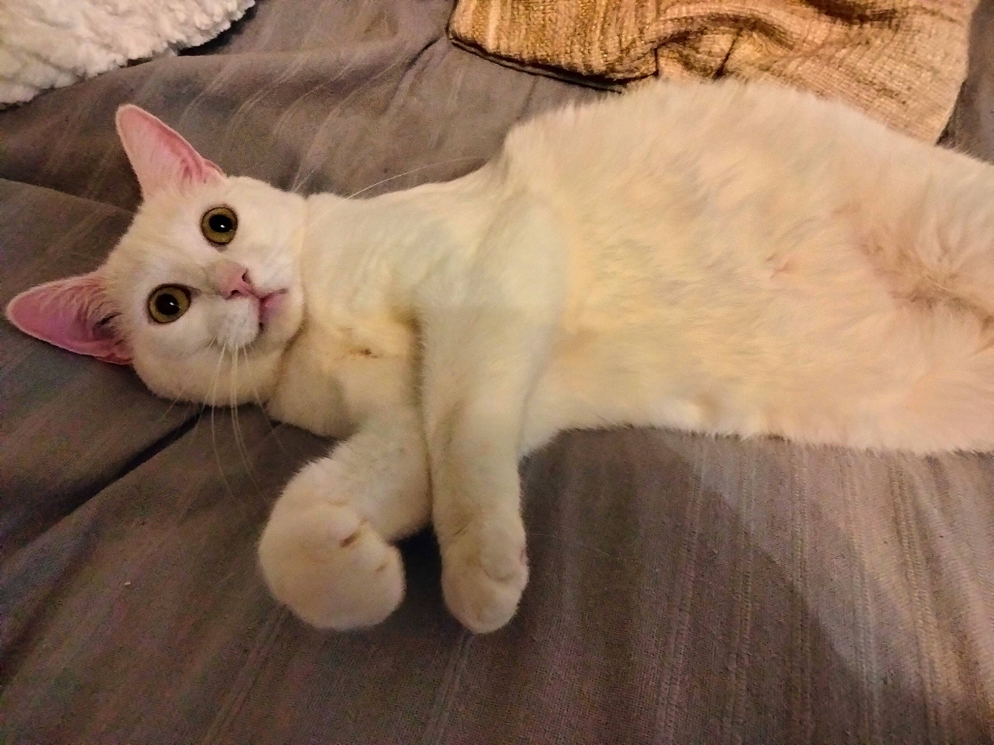 Iris a rejoint le concours — aidez-le/la à gagner de superbes lots ! carnivore, cat, claw, comfort, domestic_short_haired_cat, eye, fawn, felidae, flooring, foot, fur, hardwood, paw, small_to_medium_sized_cats, snout, tail, terrestrial_animal, whiskers, wood