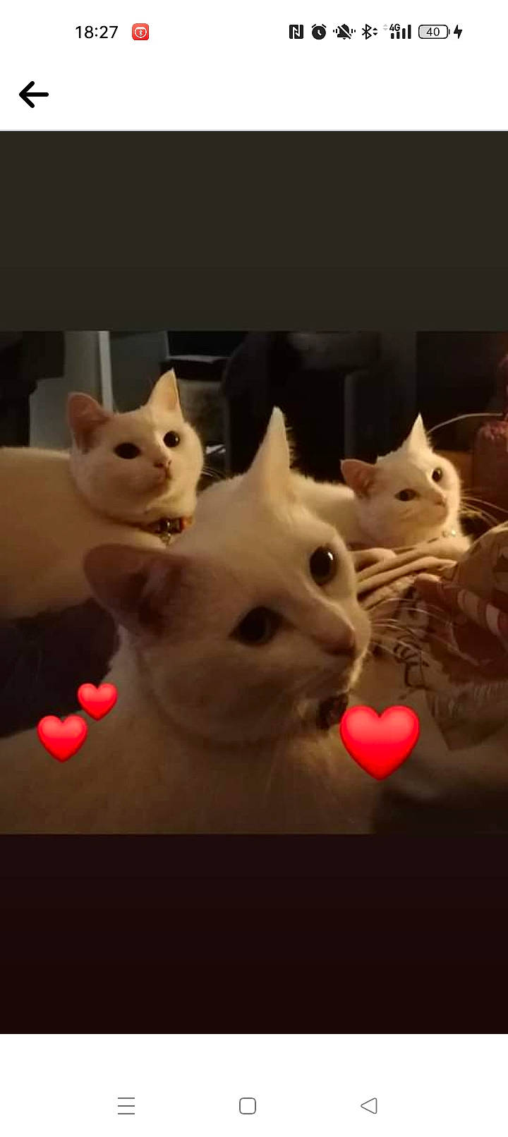 Iris participe au concours pour gagner de l'argent avec cette photo : art, carmine, carnivore, cat, creative_arts, darkness, domestic_short_haired_cat, fawn, felidae, fur, mammal, nose, pattern, paw, sky, small_to_medium_sized_cats, snout, tail, whiskers, wood