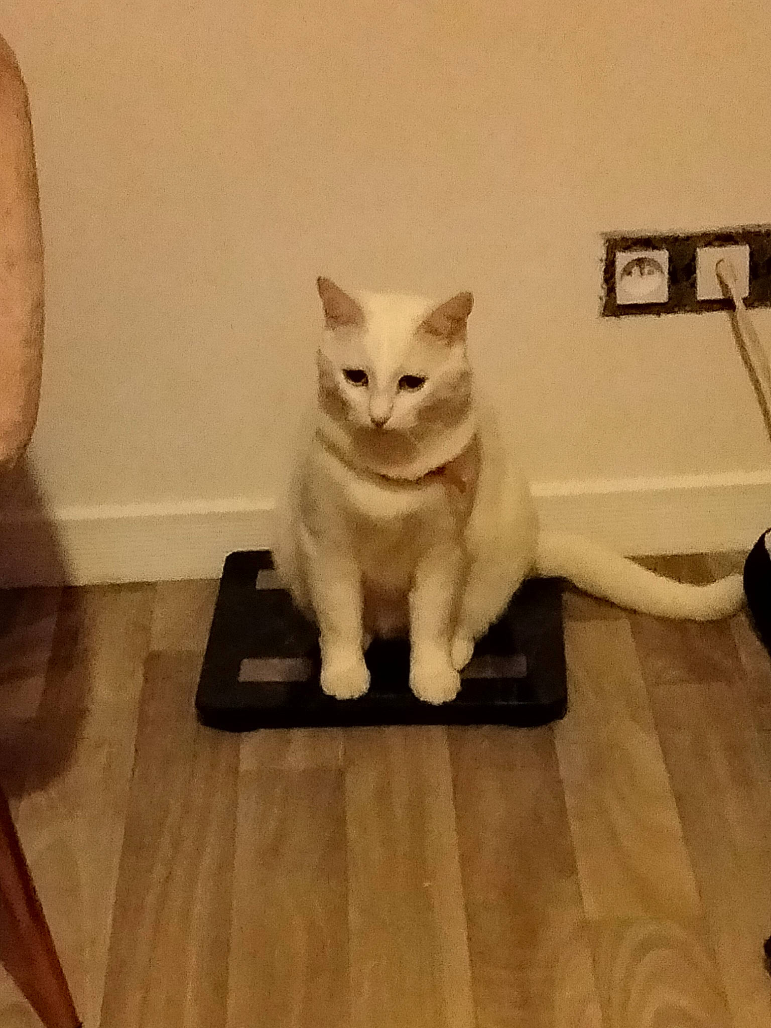 Iris participe au concours pour gagner de l'argent avec cette photo : carnivore, cat, comfort, domestic_short_haired_cat, fawn, felidae, floor, flooring, fur, hardwood, head, jaw, paw, rectangle, small_to_medium_sized_cats, snout, tail, whiskers, wood, wood_flooring