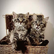 Princesse participe au concours pour gagner de l'argent avec cette photo : kitten, cat, tabby, feline, pet, animal, basket, woven_basket, cute, fluffy, indoor, young, pair, two, fur, whiskers, ears, sitting, playful, adorable