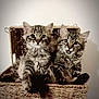 kitten, cat, tabby, feline, pet, animal, basket, woven_basket, cute, fluffy, indoor, young, pair, two, fur, whiskers, ears, sitting, playful, adorable