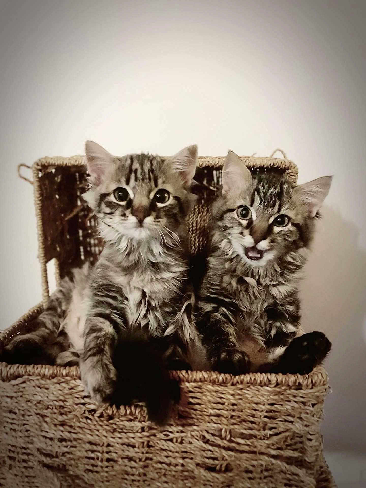 Princesse participe au concours pour gagner de l'argent avec cette photo : kitten, cat, tabby, feline, pet, animal, basket, woven_basket, cute, fluffy, indoor, young, pair, two, fur, whiskers, ears, sitting, playful, adorable