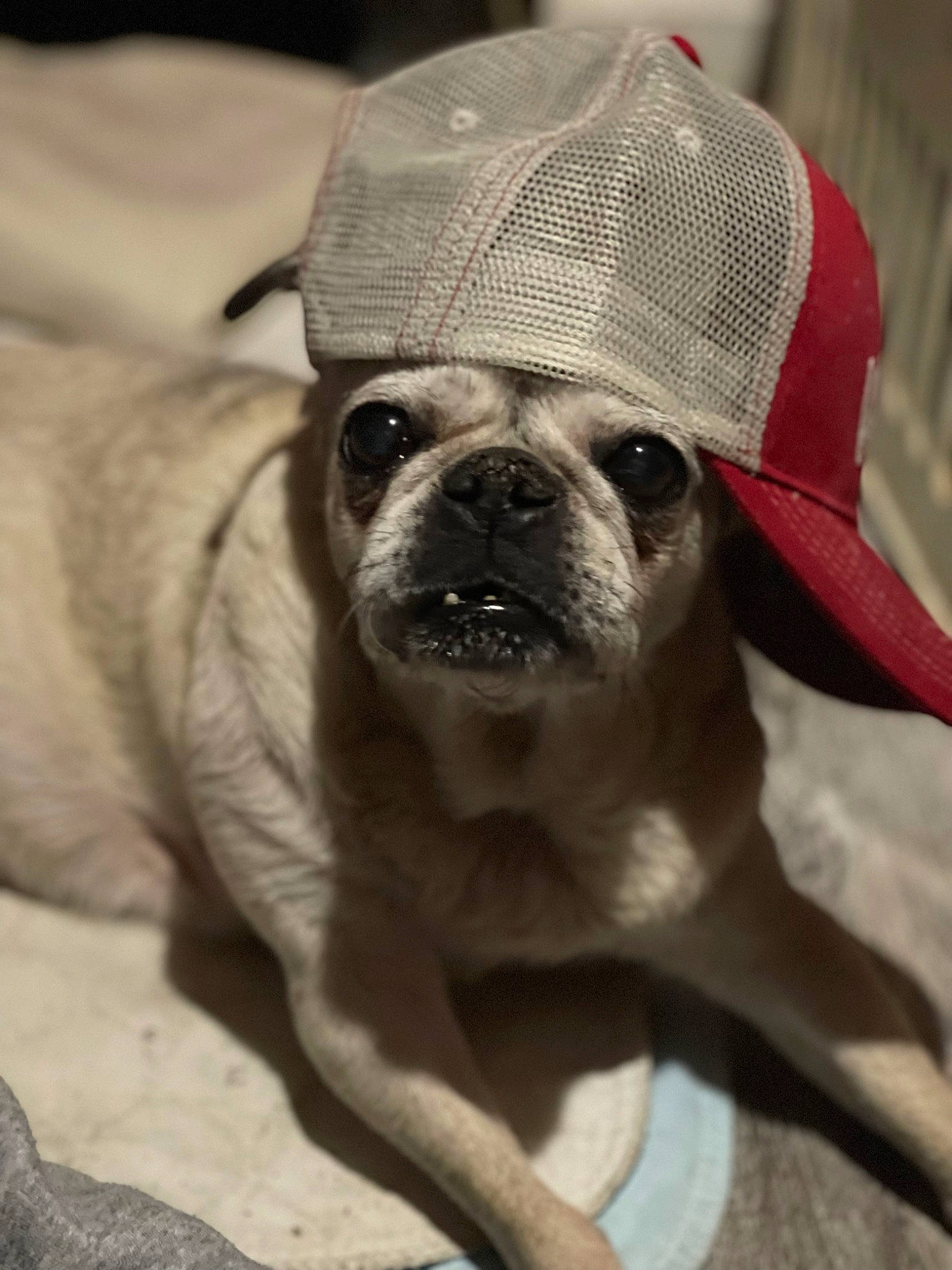 Bella joined the competition — help win amazing prizes! canidae, carnivore, comfort, companion_dog, dog, dog_breed, fawn, hat, non_sporting_group, pet_supply, pug, puppy, snout, sporting_group, terrestrial_animal, toy_dog, whiskers, working_animal, wrinkle