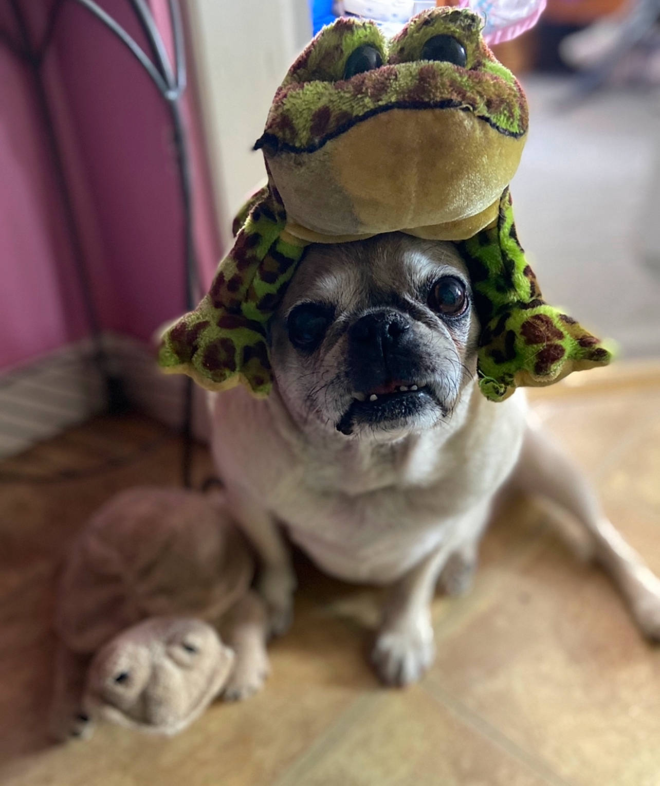 Bella is registered to the contest to win money with this photo: carnivore, companion_dog, dog, dog_breed, dog_clothes, dog_supply, eyewear, fawn, felidae, hat, lawn_ornament, paw, personal_protective_equipment, tail, terrestrial_animal, toy, toy_dog, whiskers, wood, working_animal