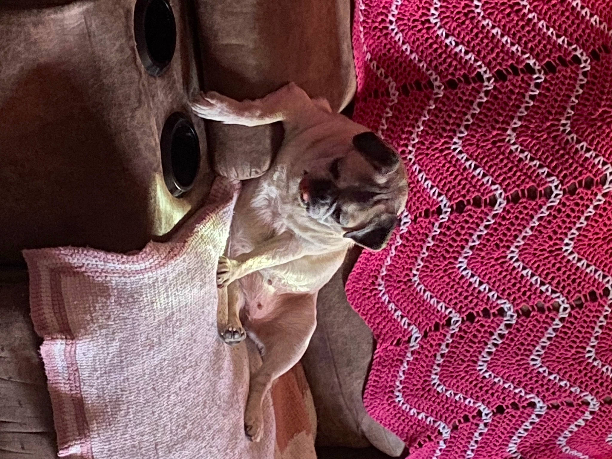 Bella joined the competition — help win amazing prizes! art, carmine, design, dress, eyewear, fashion_accessory, fawn, fur, linens, magenta, pattern, sculpture, sleeve, snout, statue, sunglasses, textile, visual_arts, wood, woven_fabric