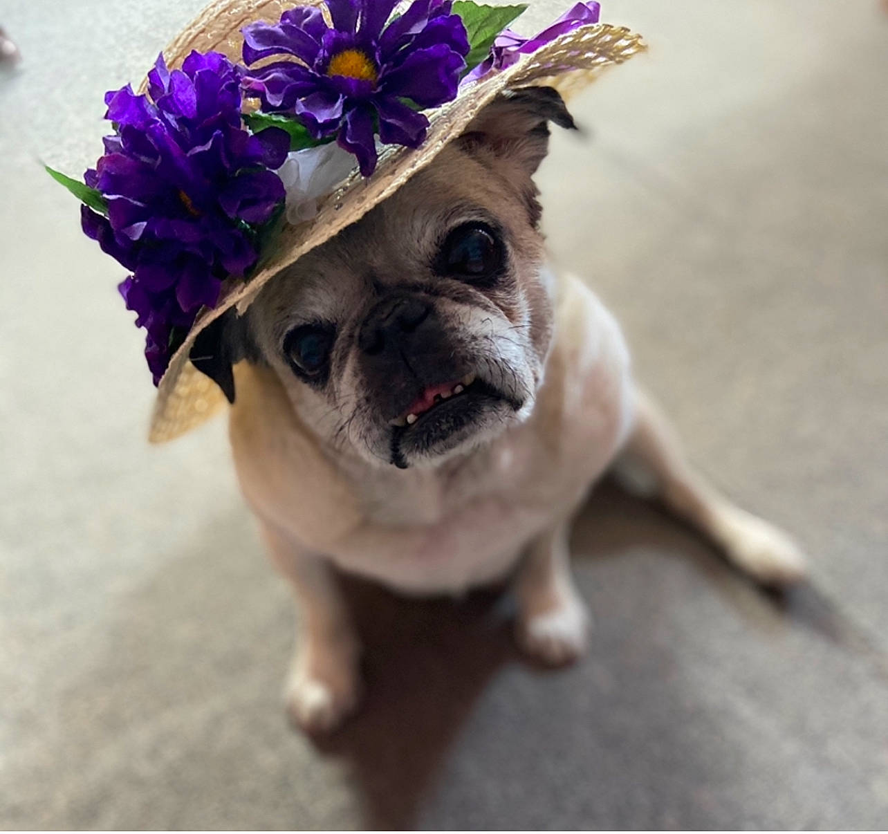 Bella joined the competition — help win amazing prizes! carnivore, companion_dog, dog, dog_breed, dog_clothes, dog_collar, dog_supply, electric_blue, fawn, flower, glasses, hat, leash, petal, plant, snout, sporting_group, sunglasses, toy_dog, working_animal