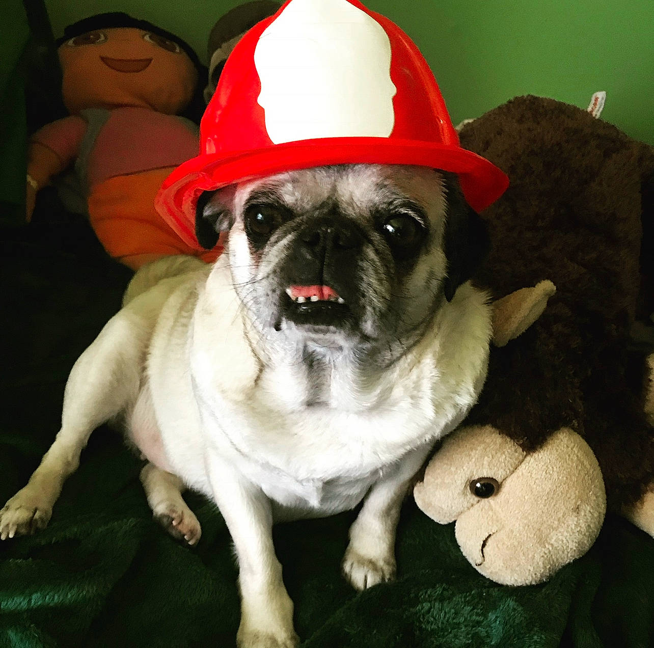 Bella joined the competition — help win amazing prizes! ancient_dog_breeds, canidae, carnivore, collar, companion_dog, dog, dog_breed, dog_clothes, dog_supply, fawn, fur, hat, non_sporting_group, pug, puppy, snout, sporting_group, toy_dog, working_animal, wrinkle