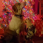 Angel And Peaches joined the competition — help win amazing prizes! dog, christmas_tree, holiday, lights, decorations, present, indoor, pet, canine, festive, plaid_outfit, large_dog, small_dog, warm_lighting, celebration, seasonal, ornaments, home_decor, cute, animal